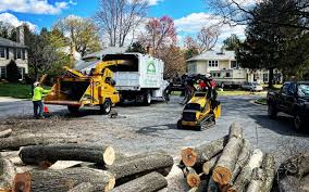 Best Tree Removal Services  in Ridgewood, IL